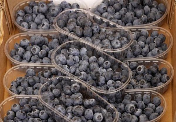 Blueberries and bilberries