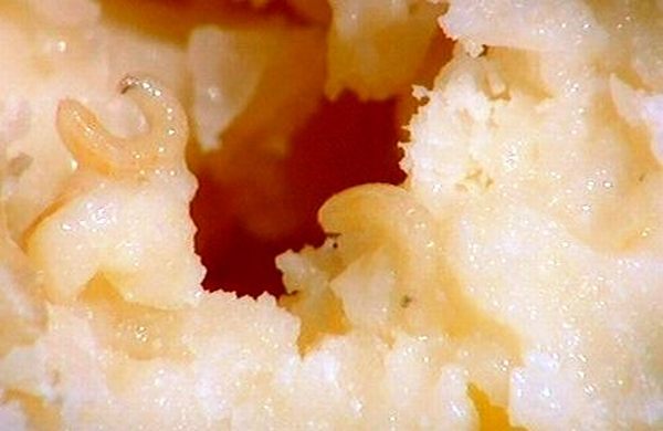 Casu Marzu- Maggot Laced Cheese