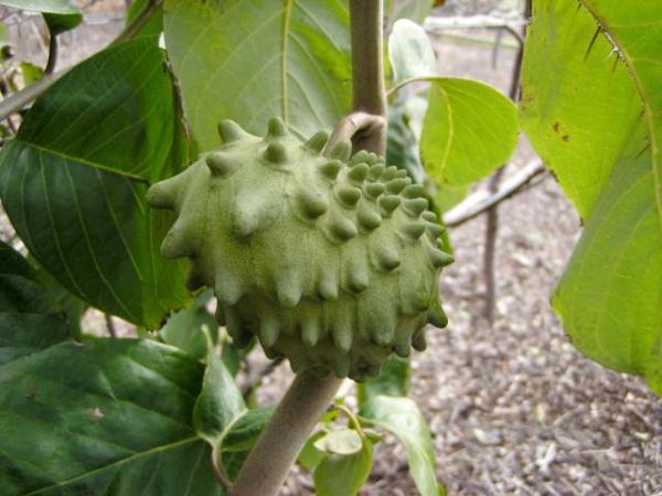 Cherimoya