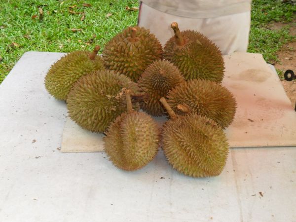 Durian