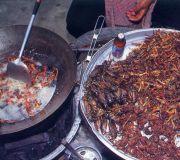 eating insects