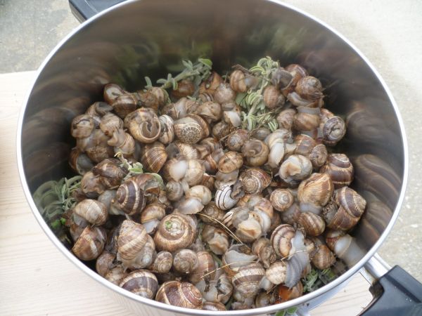 How to cook Greek snails