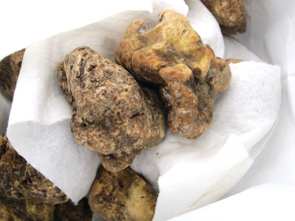 Italian white truffle