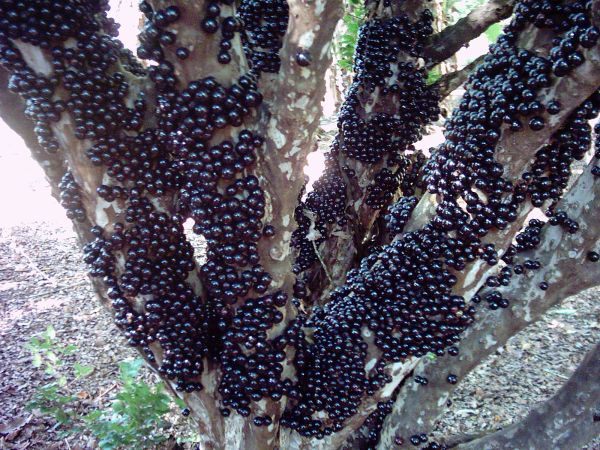 Jabuticaba