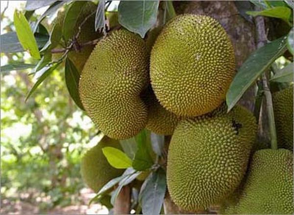 Jack fruit