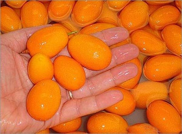 Kumquat