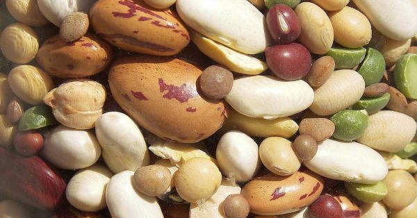 Legumes