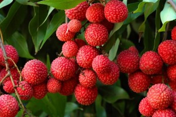 Lychee a unique fruit