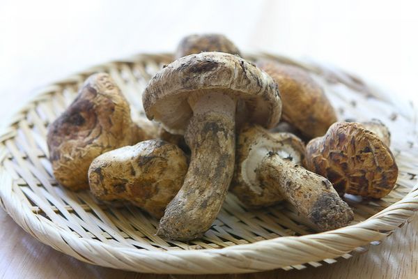 Matsutake Mushrooms