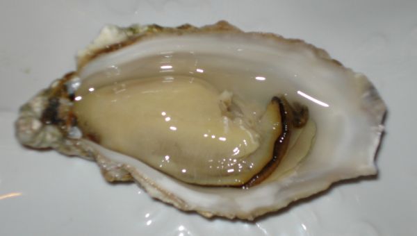 Oysters