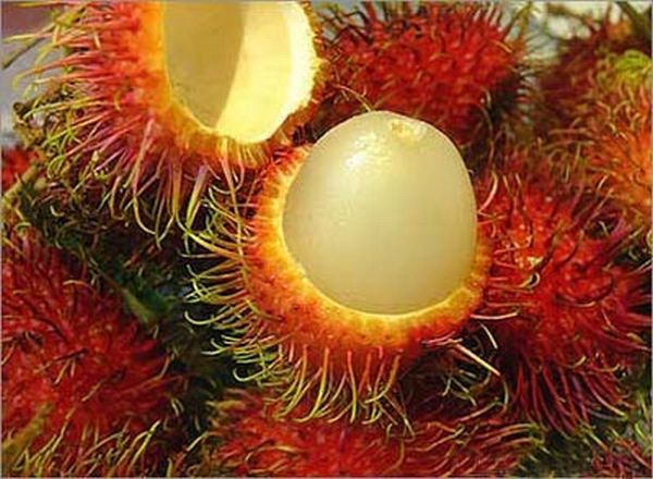 Rambutan fruit