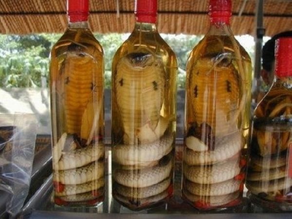 Snake wine