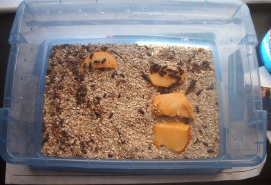 mealworms02
