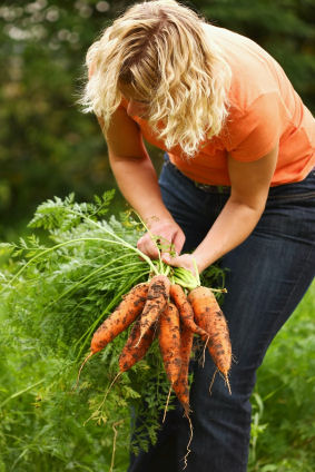 Woman picking carrots