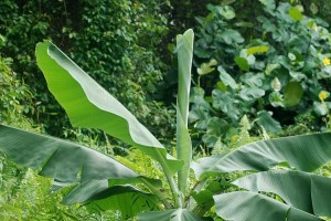 feb_04_0280_banana_leaf