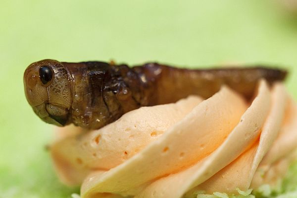 A caramelized locust is used to decorate a cake made of insects at the University of Wageningen